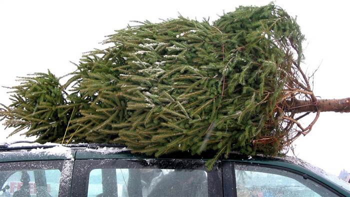 ActionPest's tweet photo. Putting up a tree this weekend? Your tree may be harboring stowaways! https://t.co/L0gVQhUJFm https://t.co/6YhaMRV6cU
