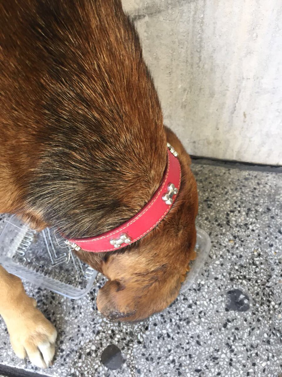 chinasuarez's tweet photo. Este perrito esta perdido, tiene collar pero no tiene chapita. Esta muy flaco y con la oreja derecha lastimada.
Difundan asi sus dueños lo encuentran o lo adopta alguien con mucho amor. Esta en Humboldt y Av Santa fe, Palermo. 🙏🏼💗 https://t.co/PYXgXPQ0oF