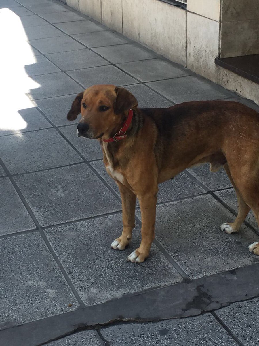 chinasuarez's tweet photo. Este perrito esta perdido, tiene collar pero no tiene chapita. Esta muy flaco y con la oreja derecha lastimada.
Difundan asi sus dueños lo encuentran o lo adopta alguien con mucho amor. Esta en Humboldt y Av Santa fe, Palermo. 🙏🏼💗 https://t.co/PYXgXPQ0oF