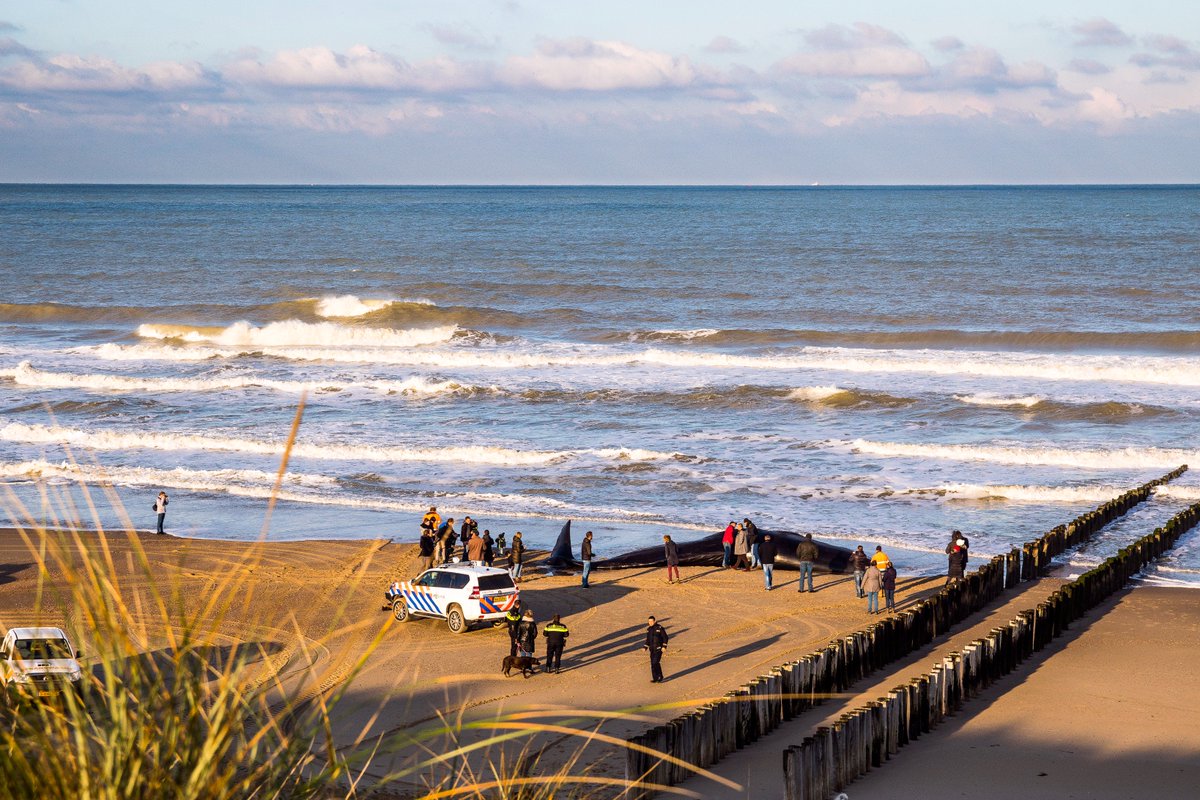 Surfcheck today... with a 13.5m whale on the beach!