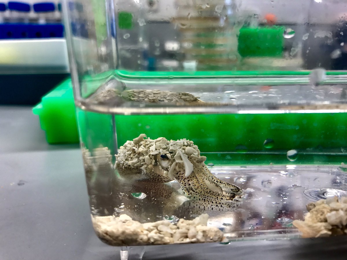 Sarah McAnulty, Ph.D tweet media