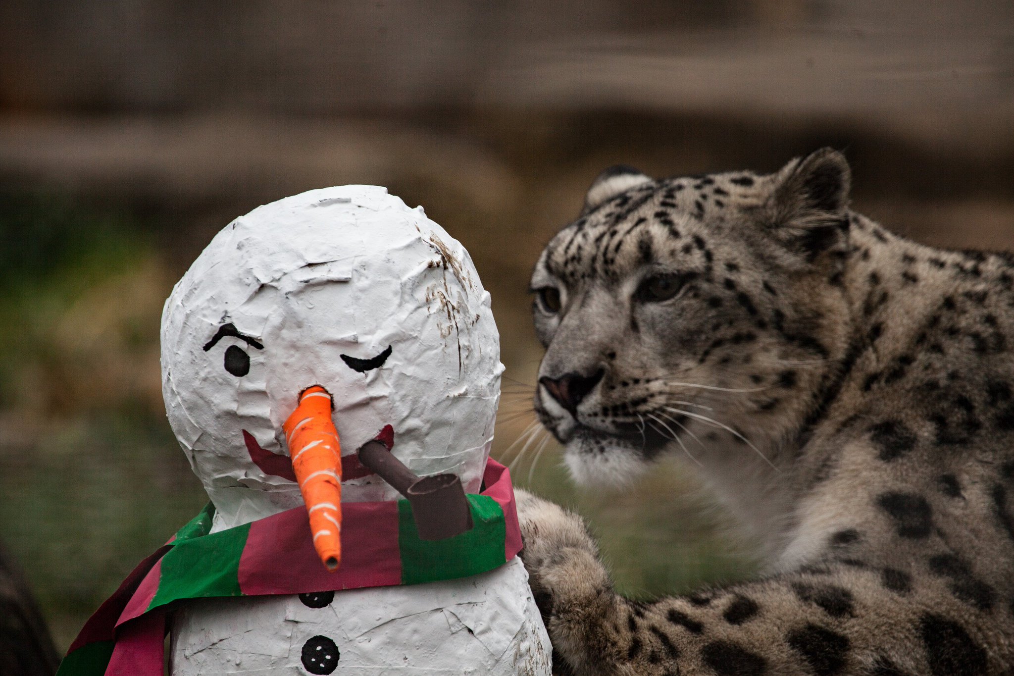 Snow Leopard  Lincoln Park Zoo