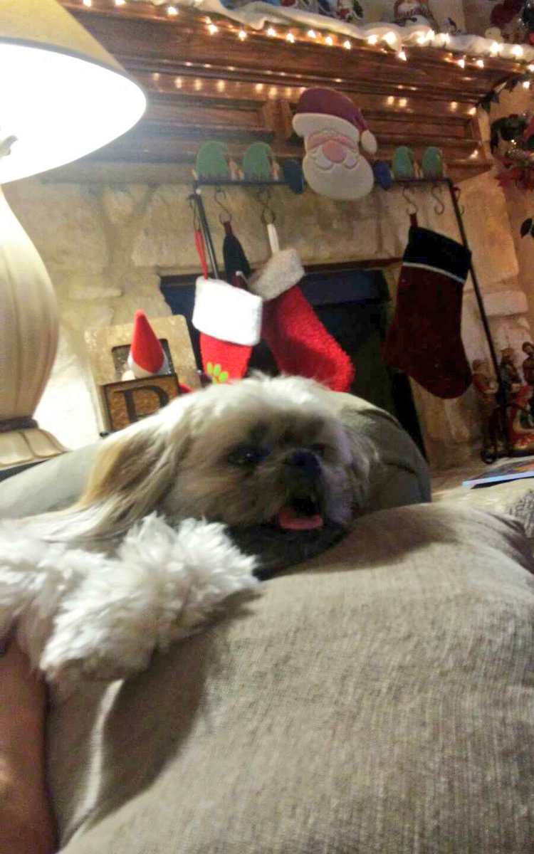 theshitzuu's tweet photo. #December1st got me like https://t.co/HnpmHD42zB