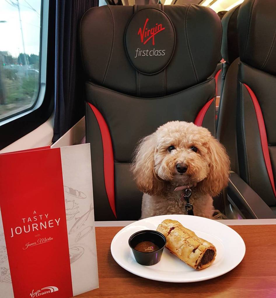DogCanTravel's tweet image. Zuki is #delighted! Her #favourite sausage roll was available on #dogfriendly @Virgin_trainsEC #firstclass #travel ift.tt/2jCYSSD