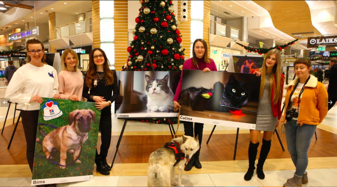 Sirsnīgā fotoizstādē aicina līdz Ziemassvētkiem adoptēt pamestos mājdzīvniekus goo.gl/AGZsoF
#kaķi #suņi #ķepauzsirds #labdarība #Ziemassvētki #JaunaisGads2018