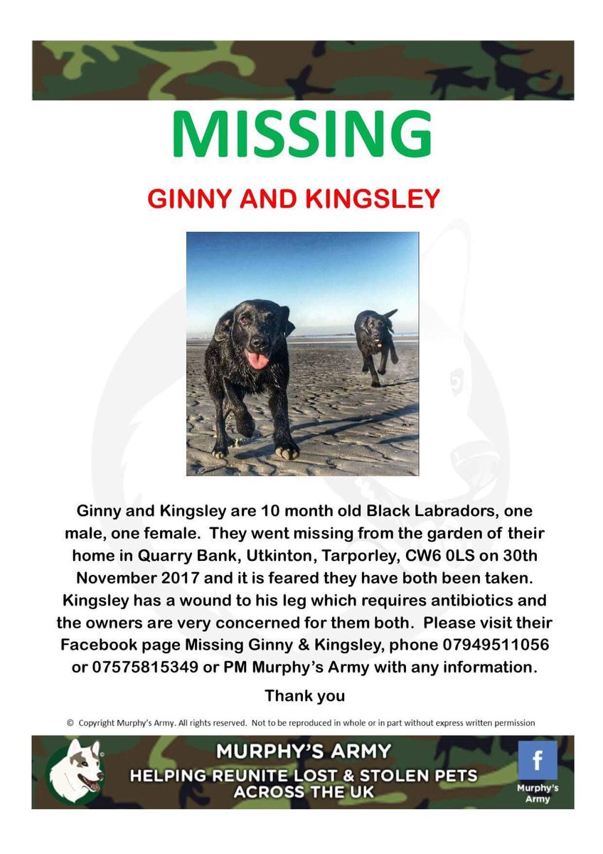 rosiedoc666's tweet photo. #MISSING possibly #TAKEN / #STOLEN pls pls RT far and wide make them #toohottohandle
#findGinnyandKingsley #labradors a girl & boy 10months
#kingsley has a wound to his back leg and needed to see #Vet today
Any information pls ☎️
#QuarryBank #Utkinton #Tarporley #CW6 https://t.co/JopxosB720