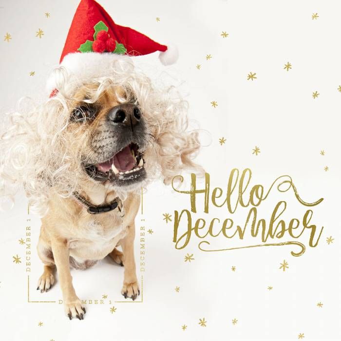 TrendTeeBrand's tweet photo. Like everything we do, we waited until the last minute to do something... you have 31 days to make 2017 count
#december #hellodecember #december2017 #trendtee #fashionblogger #instastyle #instafashion #teeshirts #teespring #like #follow https://t.co/zlzAEFgRyB