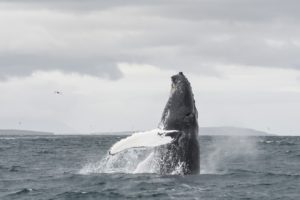 PortAkureyri's tweet photo. Just popped up to say... have a whale of a Friday everyone!
🐳🎉
#FridayFeeling #cruise #whales #akureyri #Iceland https://t.co/3PPNSM4Rb0