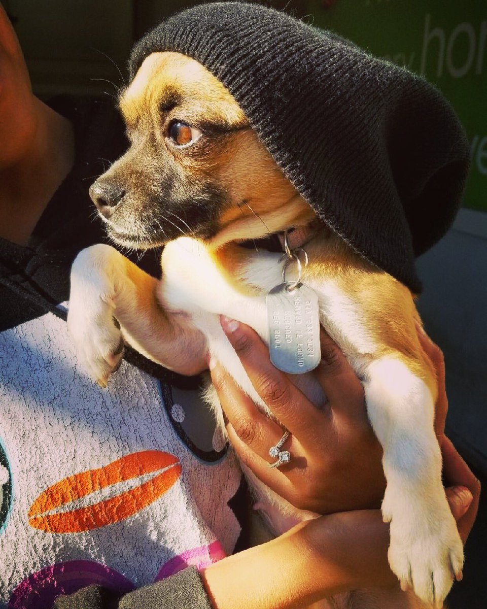 SeeSpotRescued's tweet image. Looking for a new Office dog? Rashida Jones is a three-year-old, 11-pound Puggle (Pug/Beagle mix). Rashida would prefer a home with another pooch. She's housebroken, spayed, up to date on vaccines, and microchipped. Email seespotrescued@gmail.com for an adoption application.