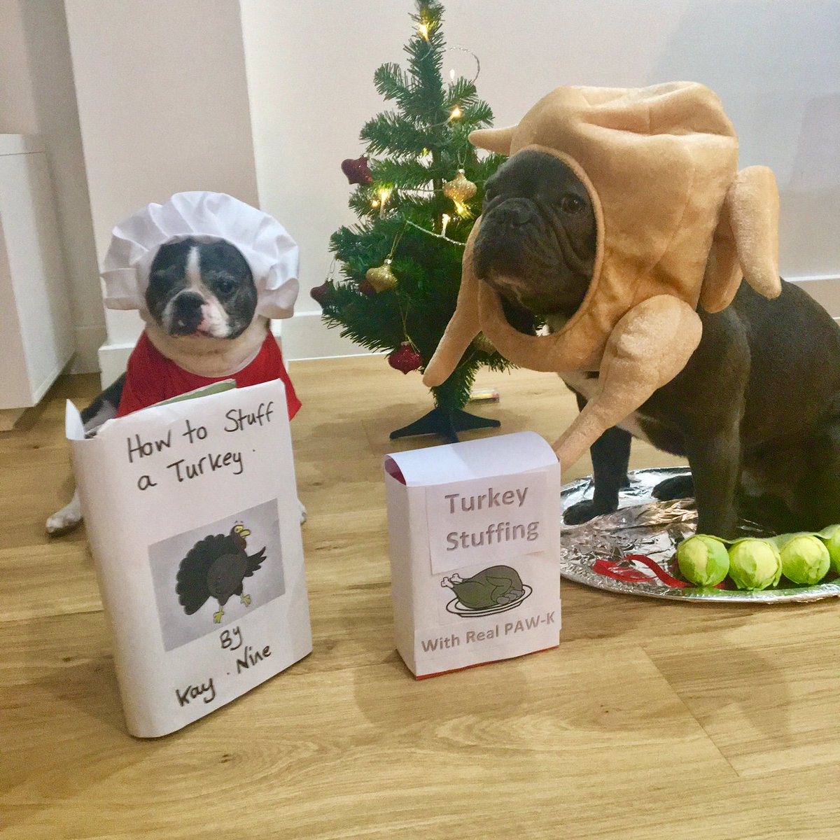 <a href="/PenningtonLtd/">Pennington Limited</a> Here is Poppy and Milo in their Festive attire.