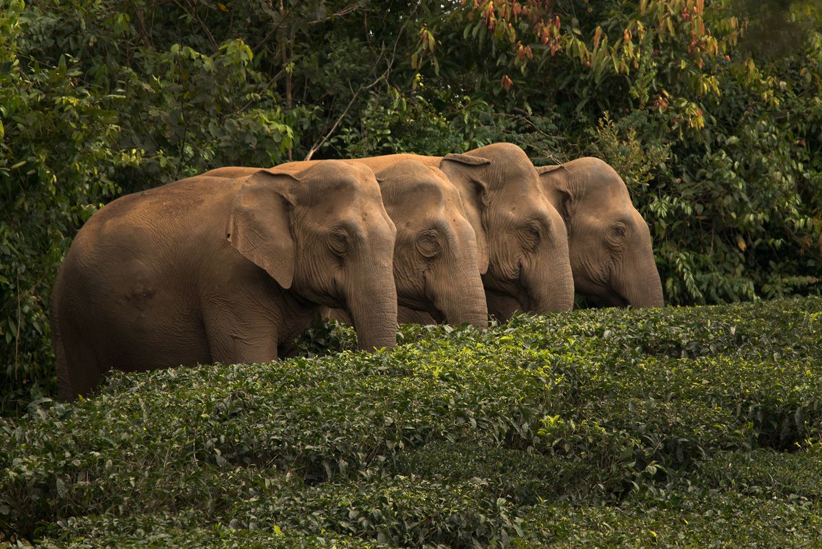 elephantfamily's tweet photo. We hope you have a wonderful weekend lined up - Happy Elephant Friday! Photo © @ncfindia #elephantfriday #fridayfeeling #BeKindToElephants https://t.co/eQXBgsZa1p