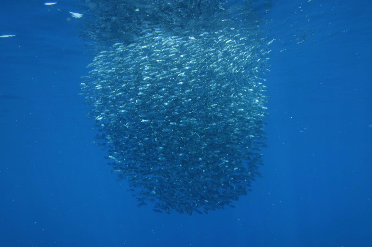 PelagicSafari's tweet photo. Drop into floating bait balls.
#PelagicSafari #PelagicFleet #BaitBall #ExpectTheUnexpected #Safari #OpenOcean #Explore #Baja #Mexico https://t.co/VhKdZqA5gW