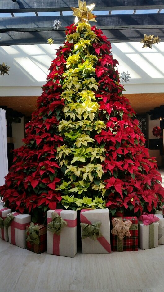PueblaMarriott's tweet photo. #BienvenidoDiciembre #MesParaCompartir #Alegria #BuenosDeseos #MarriottPuebla @VisitaPuebla @GHPrisma https://t.co/GgipxRZHsu