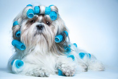 BeausBathHouse's tweet photo. Prices for professional #grooming begin at $48 and are determined by individual #pet; condition of coat, size, breed, etc. We also have a special price for your #puppy's first groom.  Please give us a call for more information and pricing. #BeausBathHouse #DentonTX #Dogs https://t.co/X3yLja4fRx