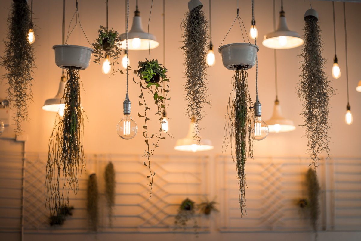 Now that's something original: a nice pendant set with lamps and plants! 🌱
You can replicate this creation with our metal #lamp holders and our TC43 Dove cotton twisted #cable! 💡

#CreativeCables #BeCreative