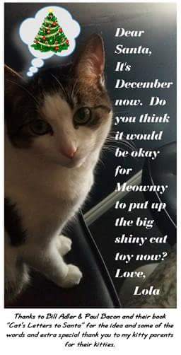 SAHKCatSitter's tweet photo. #KittyLetterstoSantaClaws https://t.co/H9ABZfszy7