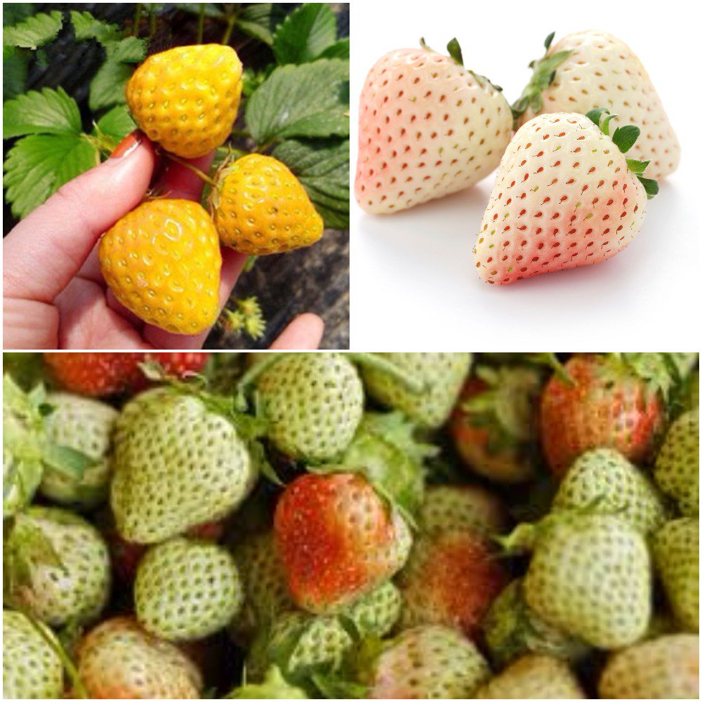 ACCinAmherst's tweet photo. Strawberries can also be green, yellow, and white! #FunFactFriday https://t.co/I4DVOqQkds