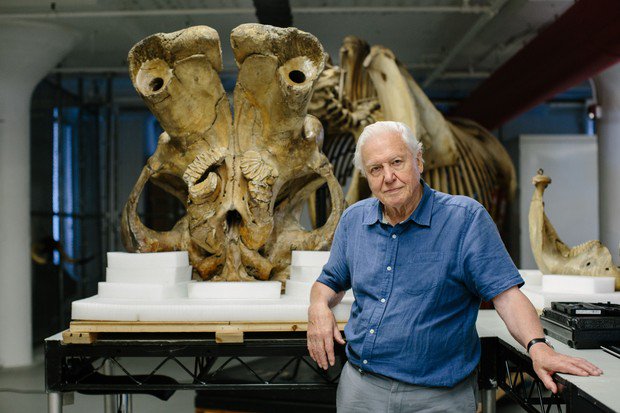 UK supporters: Settling down to watch #BluePlanet2? Don't forget to tune into 'Attenborough and the Giant Elephant' on <a href="/BBCOne/">BBC One</a> at 9pm on Sunday 10th Dec. Exploring how #elephants suffer from PTSD, it features #DSWT