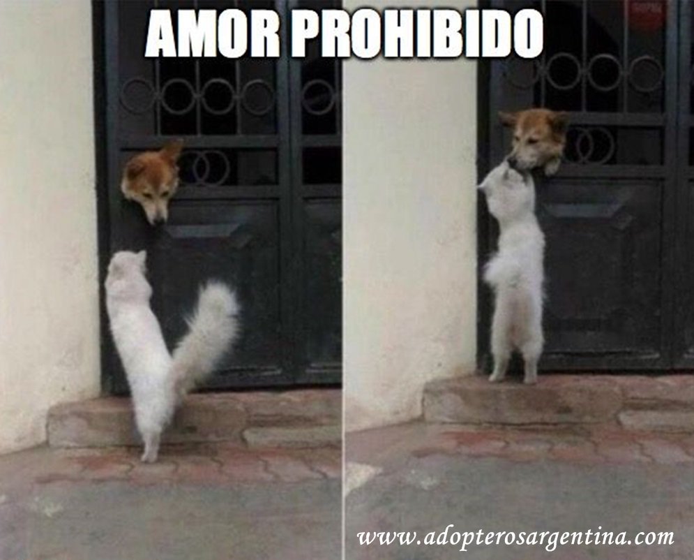 adopteros_arg's tweet photo. https://t.co/PJbFgUv78q https://t.co/MwUelTizt7
