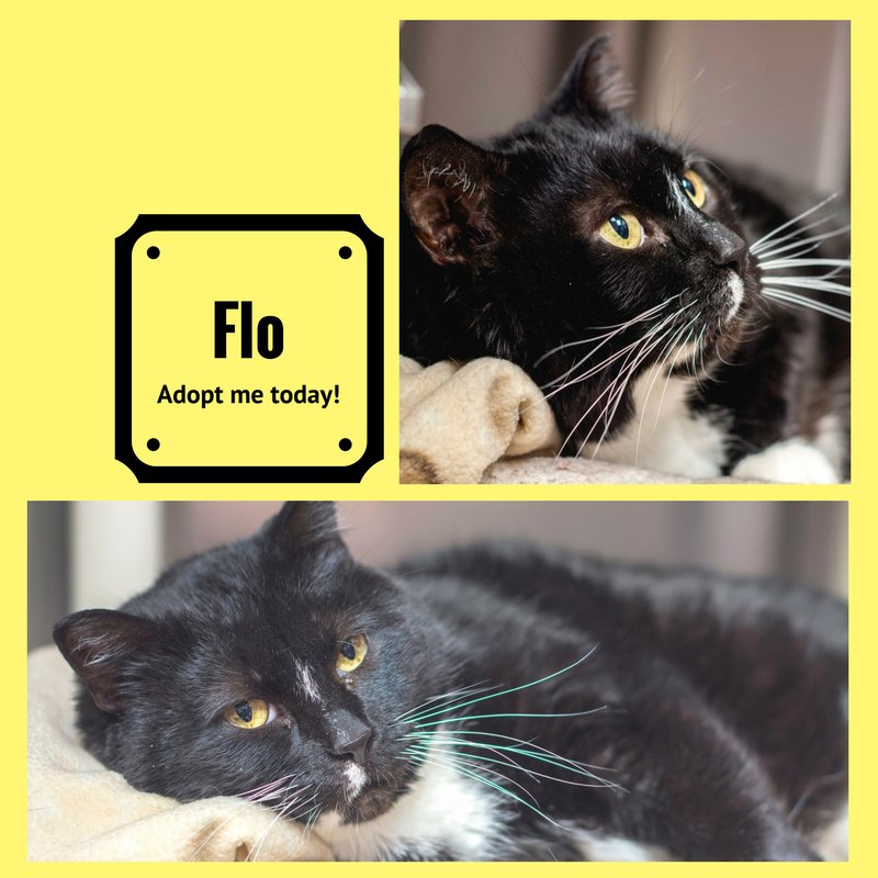 DRobMitsubishi's tweet photo. Florence Frances Perkins (Flo) is a 7yo cat looking for a quiet home.
Flo will nap anywhere & chase a laser pointer if the mood strikes her. You can name your own price on Floβs adoption fee today!
https://t.co/DpZJTzXQaY @TriCountyHumane #CutieOfTheWeek https://t.co/Ufxp5FB9Xa