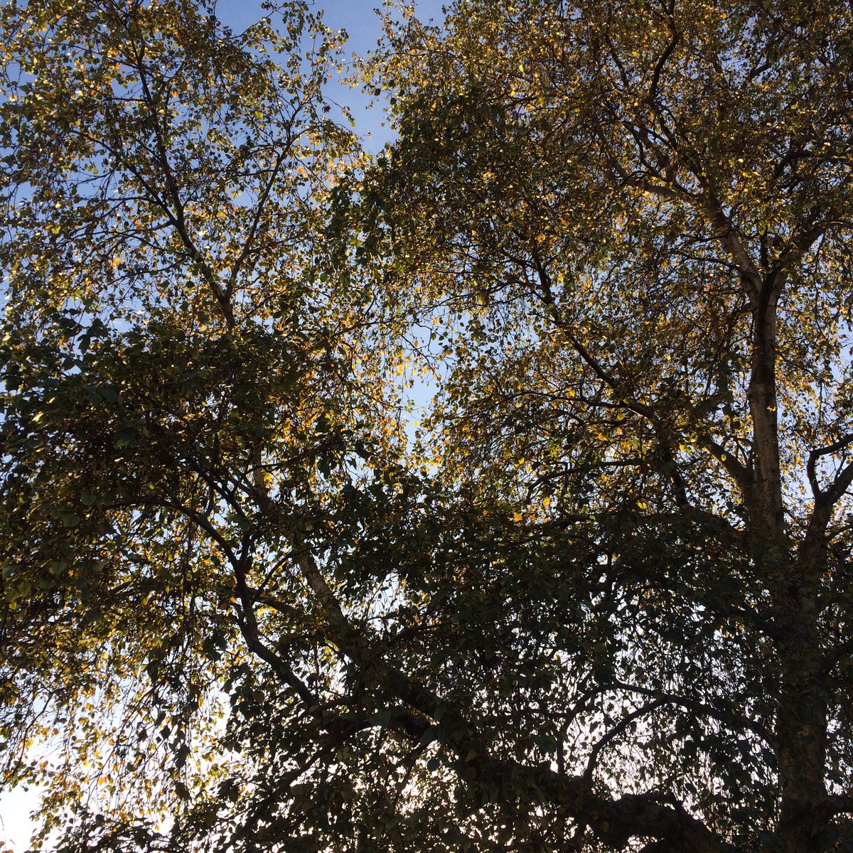 Men seldom plant trees till they begin to be wise, that is, till they grow old, and find by experience the prudence and necessity of it #NationalTreeWeek