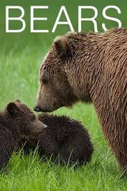 WBwaterLibrary's tweet photo. Animal Art with Ms Carol for ages 4-6 will be on Tues, 12/12 at 1pm. This month's theme is Bears. Please register. https://t.co/1ZJFHAH6OO