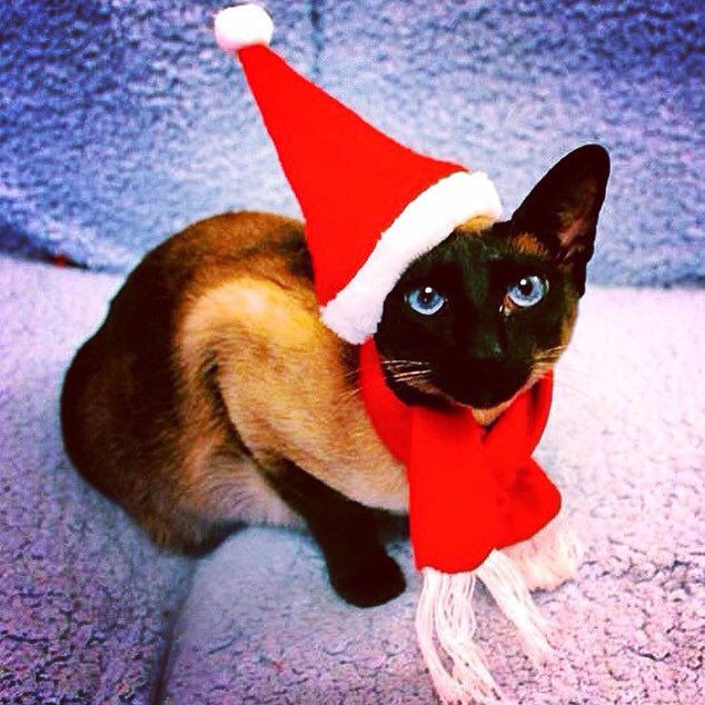 <a href="/PenningtonLtd/">Pennington Limited</a> My Cleo is always ready for Christmas!