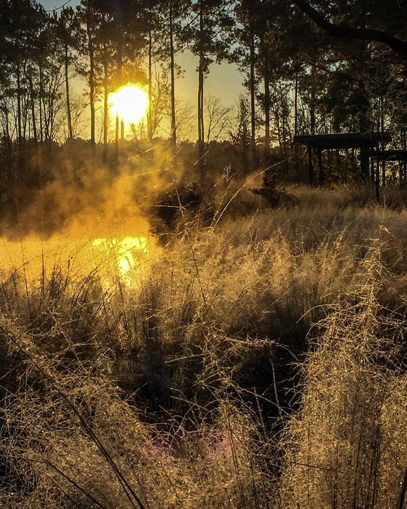botanicalgarden's tweet photo. On #frosty mornings at this time of year the fishing #pond gives up its energy slowly, sighing visibly as winter approaches.... @moorefarmsbg @visitlakecitysc @discover_sc #fall #fallfrost #frost #mist #evaporation #inversion #gardenphotography #naturephotography #moodylands… https://t.co/JTtUwH2eDC