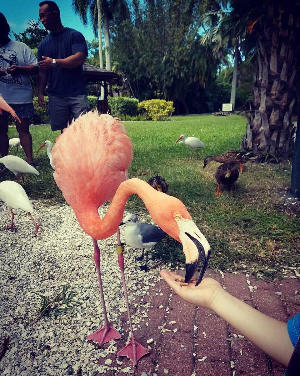 IslandReal's tweet image. Check out these Top 10 Activities to try for your 2018 vacation to #AnnaMariaIsland! buff.ly/2ila9ur #LoveFL #WednesdayWisdom #IslandAdventures #Bradenton #Sarasota