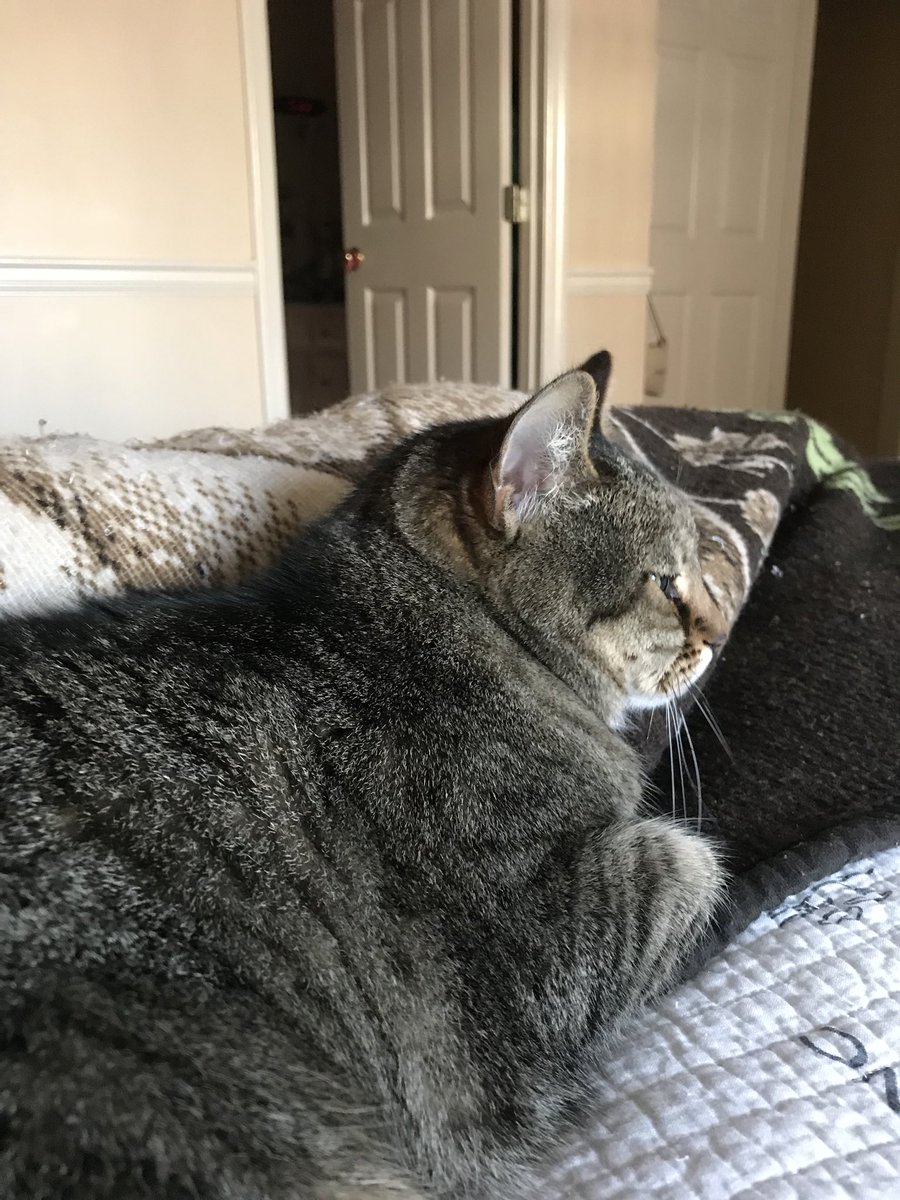 Can’t be <a href="/AceHardware/">Ace Hardware</a> because of surgery but Snuggles has been a constant companion. Thanks to @bmtlaw for taking care of this self proclaimed 👶