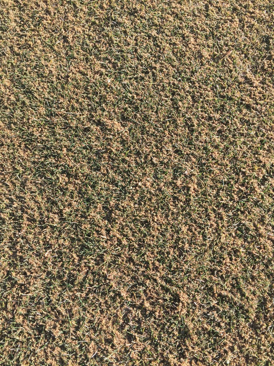 zdansuper's tweet photo. The awesome Nov weather is allowing us to get back out with the topdresser #Teeboxes https://t.co/6uZURQ6t7Z