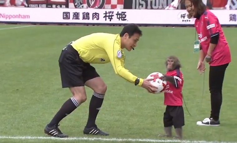 CaraotaDigital's tweet photo. #Video Mono utilizado para iniciar un partido en #Japón encendió la polémica en el país https://t.co/4LGrLF0Z48  
   https://t.co/HHnhy1ml19