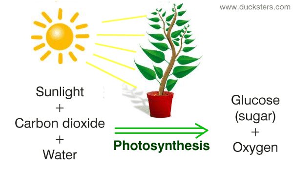 apchloroplast17's tweet photo. Unfortunately, we are not found in animal cells. However as you can see in this picture, we do benefit animals &amp; plants through photosynthesis!

#SPHSOrganelleVote2017 https://t.co/QDY1Cpl4jU