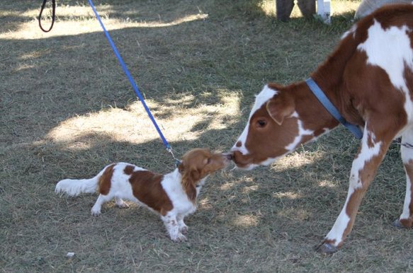 We Love Dogs Usa Welovedogsusa On Twitter Kissing Cousins