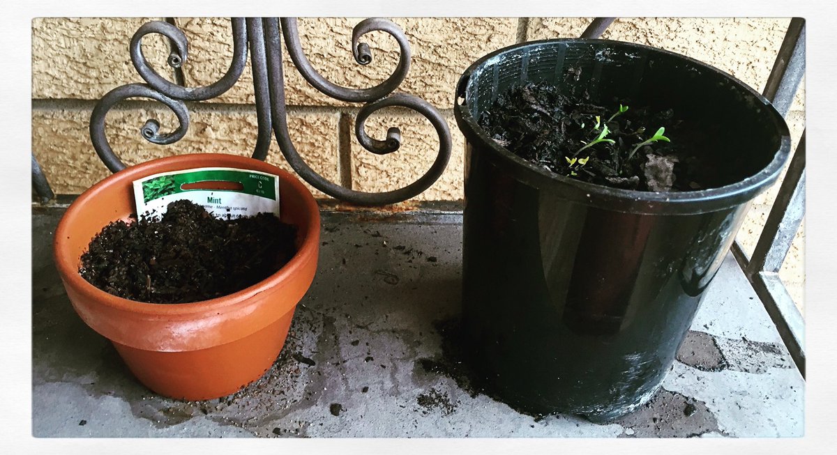 BBHealthstyle's tweet photo. When the seedlings start to sprout, it’s a really good feeling! ☀️🌱 #life #gardening #greenthumb #garden #gardening #flowers #seeds #growth #sun #growing https://t.co/ZlC3I50k0S