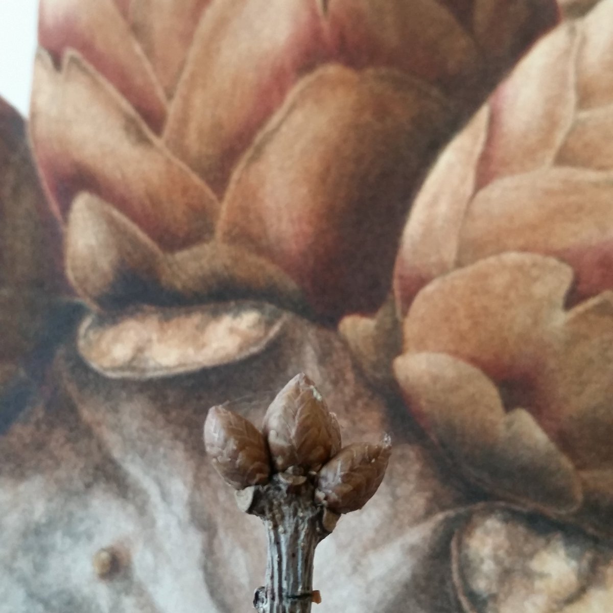 SarahAMorrish's tweet photo. Thank you to everyone for the tremendous response to my winter buds illustration tweet.  Here is an image I took of the original #oak bud I used for one of the paintings.  The painting was x40 life-size !  @WoodlandTrust @TrackATree @TheTreeCouncil #NationalTreeWeek https://t.co/qPOeJxrNTY