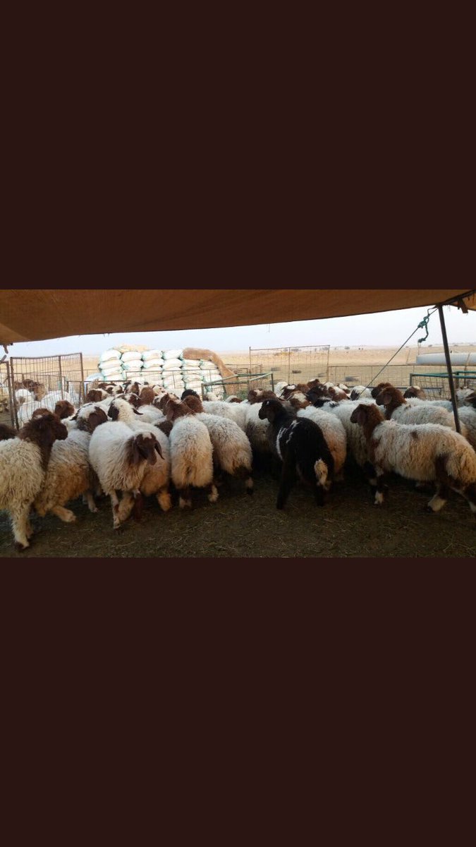 للبيع بهم نعيم طيب  شحم وشعره وأطراف العدد ٦٥ راس فيه تقريبا ٢٠ خروف والباقي رخال العمر من ٤ الى ٥ شهور الموقع القصيم للتواصل ٠٥٣٢٢٠٠٩٠٧