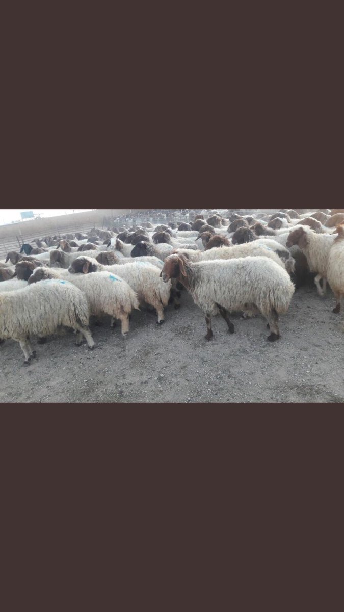 للبيع غنم نعيم 
العدد 180 راس 
فحول 7طيبات شرط القريع
مواليد 15
الغنم شرط دفيع سن وديد سلم 

الموقع حفر الباطن السوم 480 
ج 0551882703