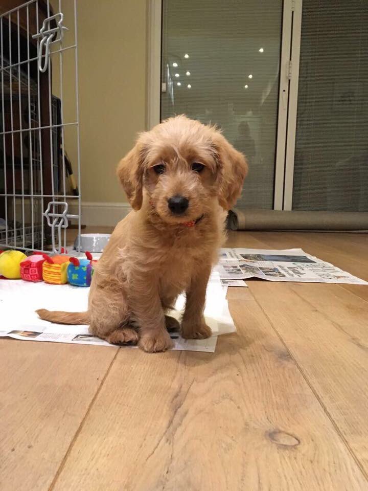 PawsforCoffeeUK's tweet photo. Please share Angus went missing by Sheen gate Richmond park let’s get this little lad found 🙏 https://t.co/FbCFJz2DT6