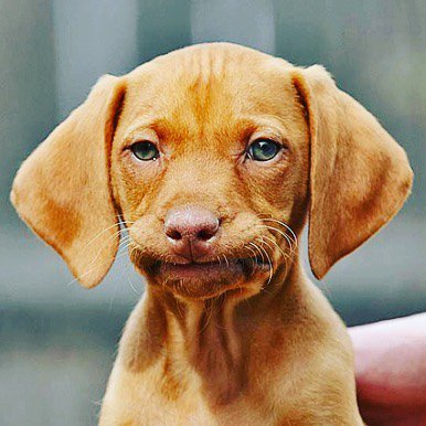 PuroProducts's tweet photo. Did he do it AGAIN! It's okay, with Pūro Products we can stop the smell right away and continue to help until your four legged friend starts to learn! https://t.co/jVriwqyqPw #petproducts #pet #cat #catsofinstagram #odorremoval #dogsofinstagram https://t.co/9nNHe143qc