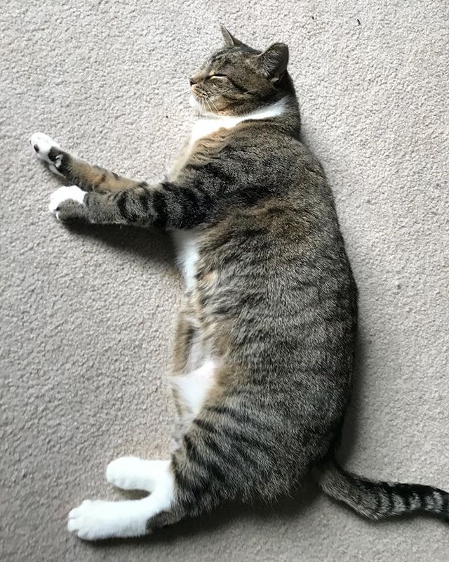 mike_truman's tweet photo. Callie #sunbathing #naps #kittybiscuits #purr #tabbycat #tabbiesofinstagram #tigerkitty #petsitting #catsitting #catsitter #petsitter #somervillema #cambridgema #arlingtonma #medfo https://t.co/xPHmzkzGlb https://t.co/f5WGh9aBXM