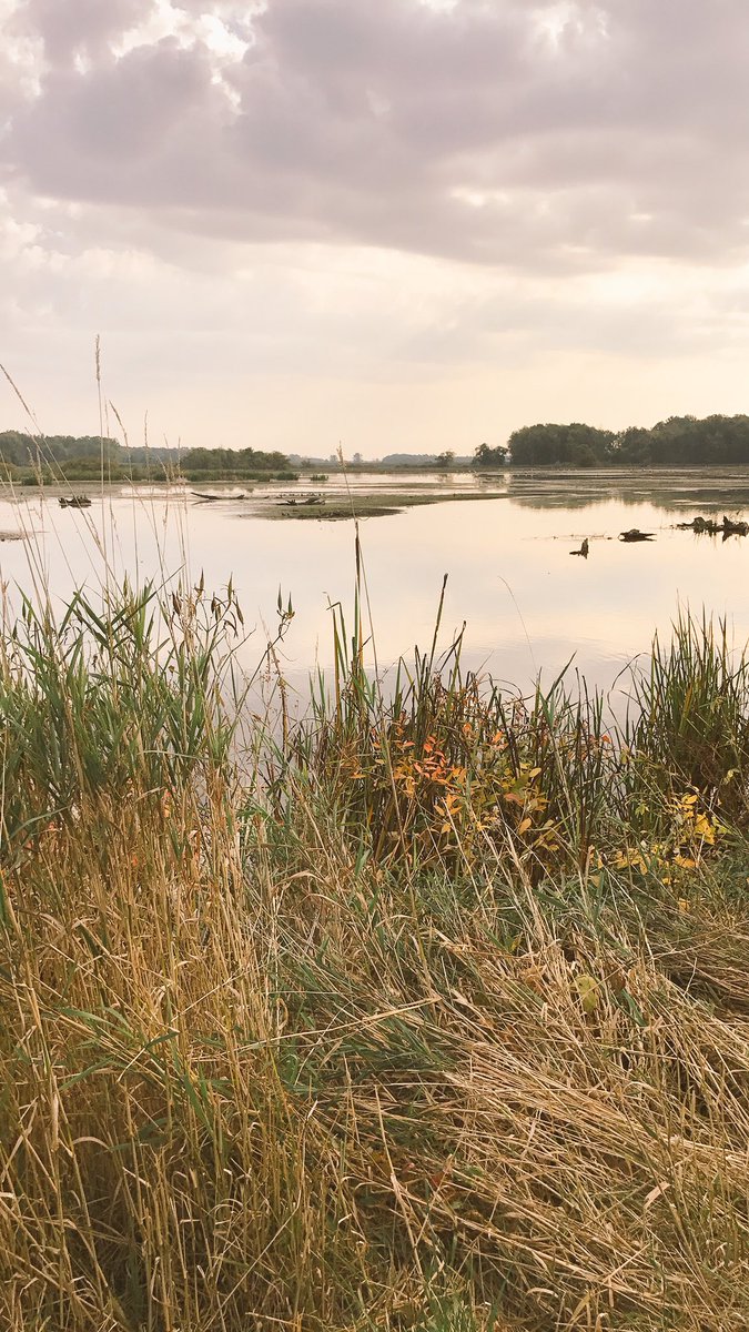 EmmyFeddor's tweet photo. saw a few egrets at the maple river marsh!!! #FWclass https://t.co/sT8joBuAxv
