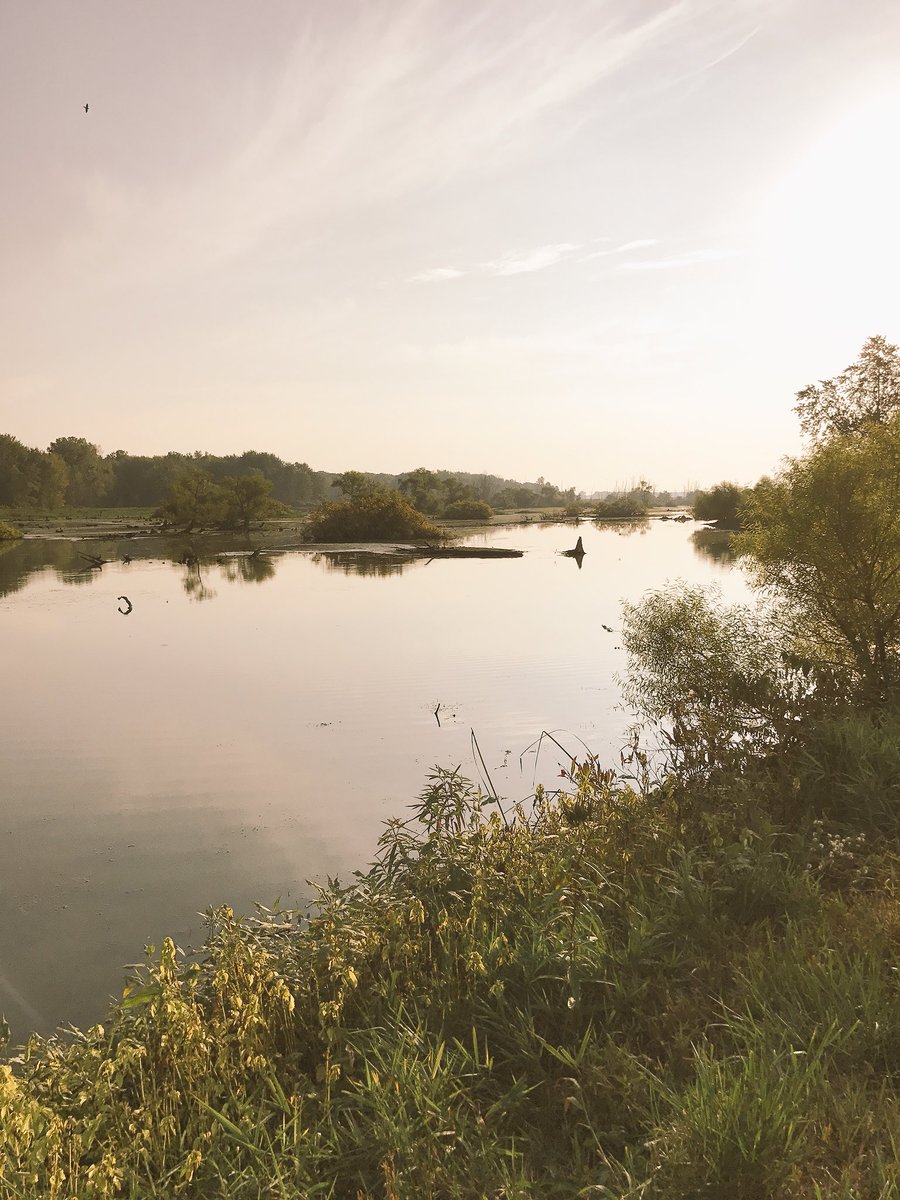 EmmyFeddor's tweet photo. saw a few egrets at the maple river marsh!!! #FWclass https://t.co/sT8joBuAxv