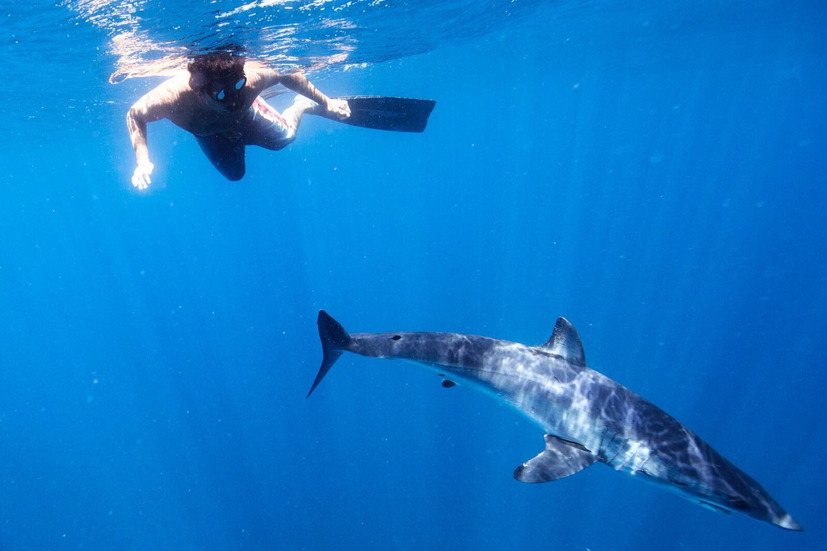 PelagicSafari's tweet photo. Whatβs your favorite shark species?
#PelagicSafari #PelagicFleet #Pelagic #Sharks #Apex #OpenOcean #Freedive #MakoShark #Encounter #Mexico https://t.co/vbsT9s1zDF