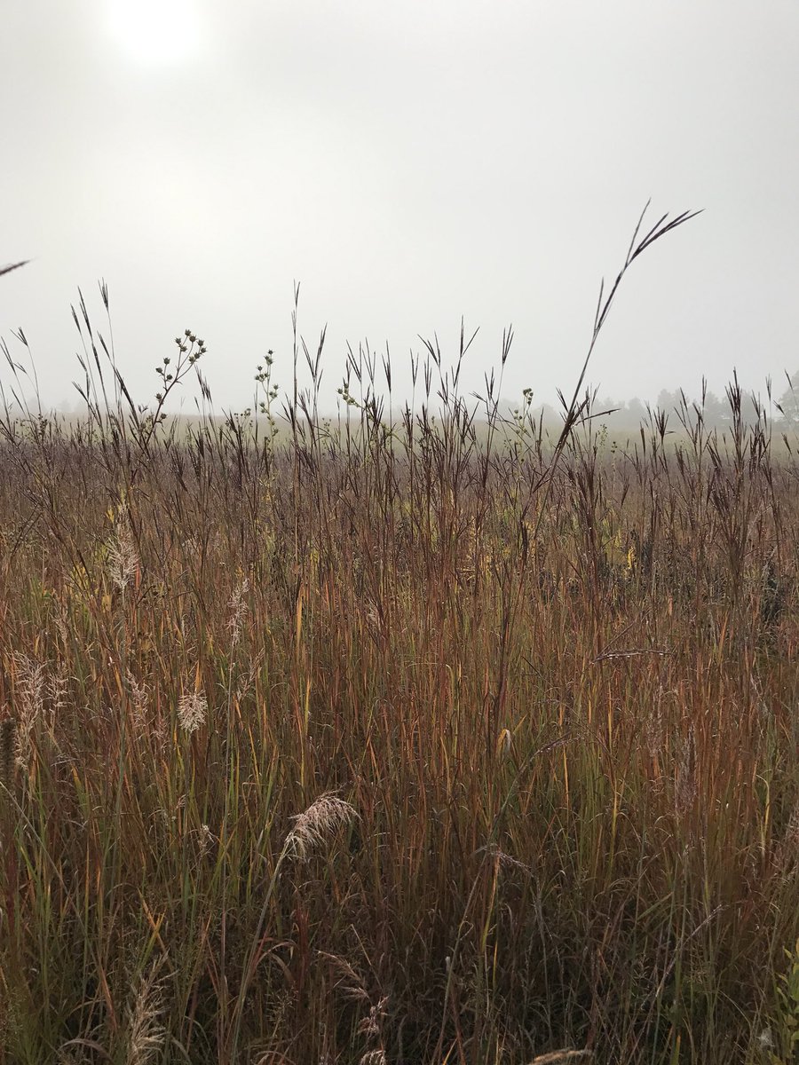 EmmyFeddor's tweet photo. prairie plants can be 8 to 14+ feet long due to their roots that make up most of the plant #FWclass https://t.co/yEwTjDjGGw