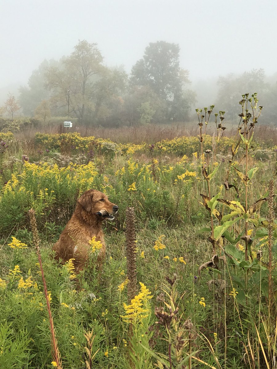 EmmyFeddor's tweet photo. prairie plants can be 8 to 14+ feet long due to their roots that make up most of the plant #FWclass https://t.co/yEwTjDjGGw