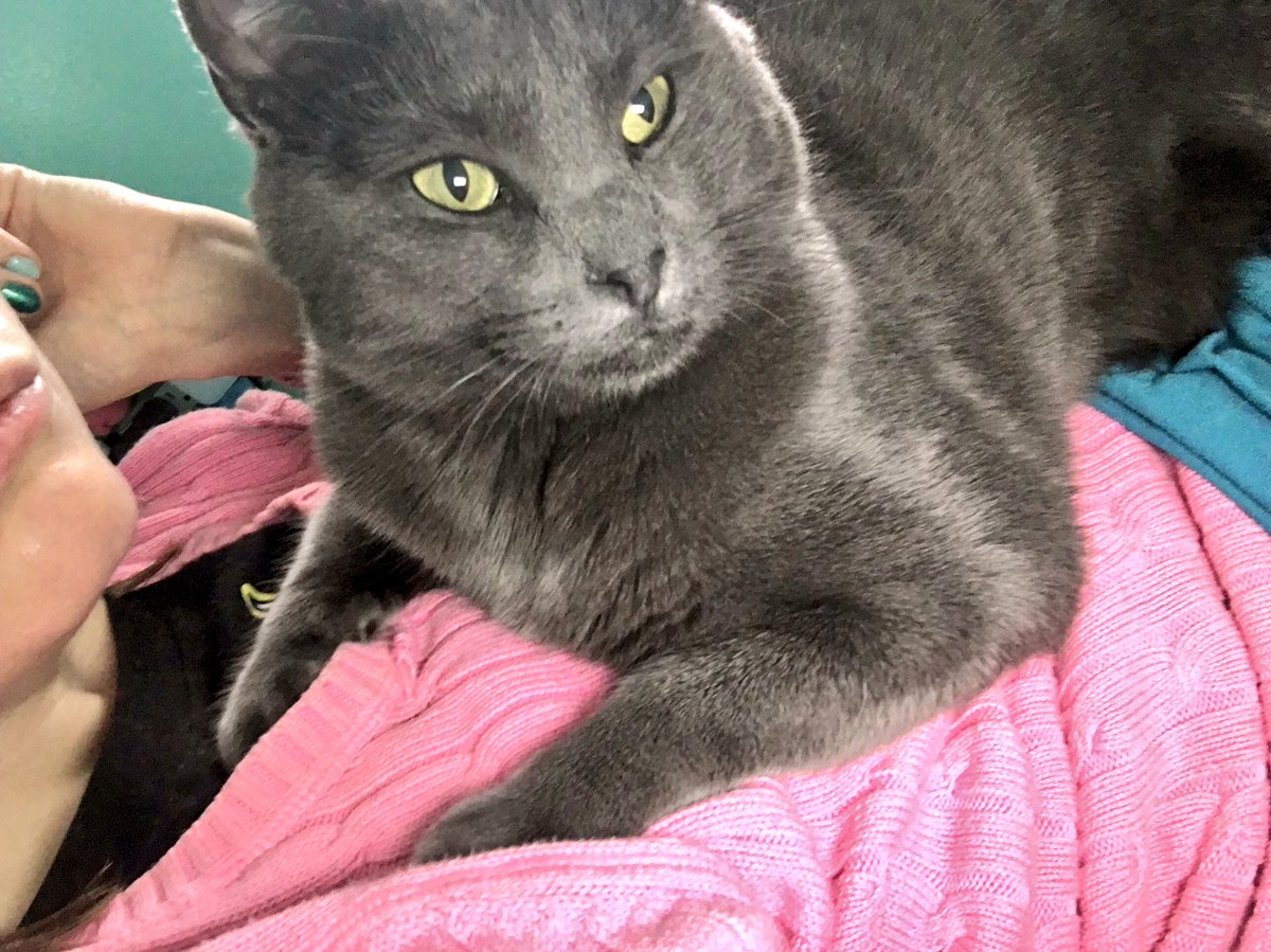 CraftyMimikyu's tweet photo. He knows I love it when he lays on my chest and does it all the time!
. #futuretherapycat #cattraining #jacksongalaxy #angelcat https://t.co/hKLjkdMcr7
