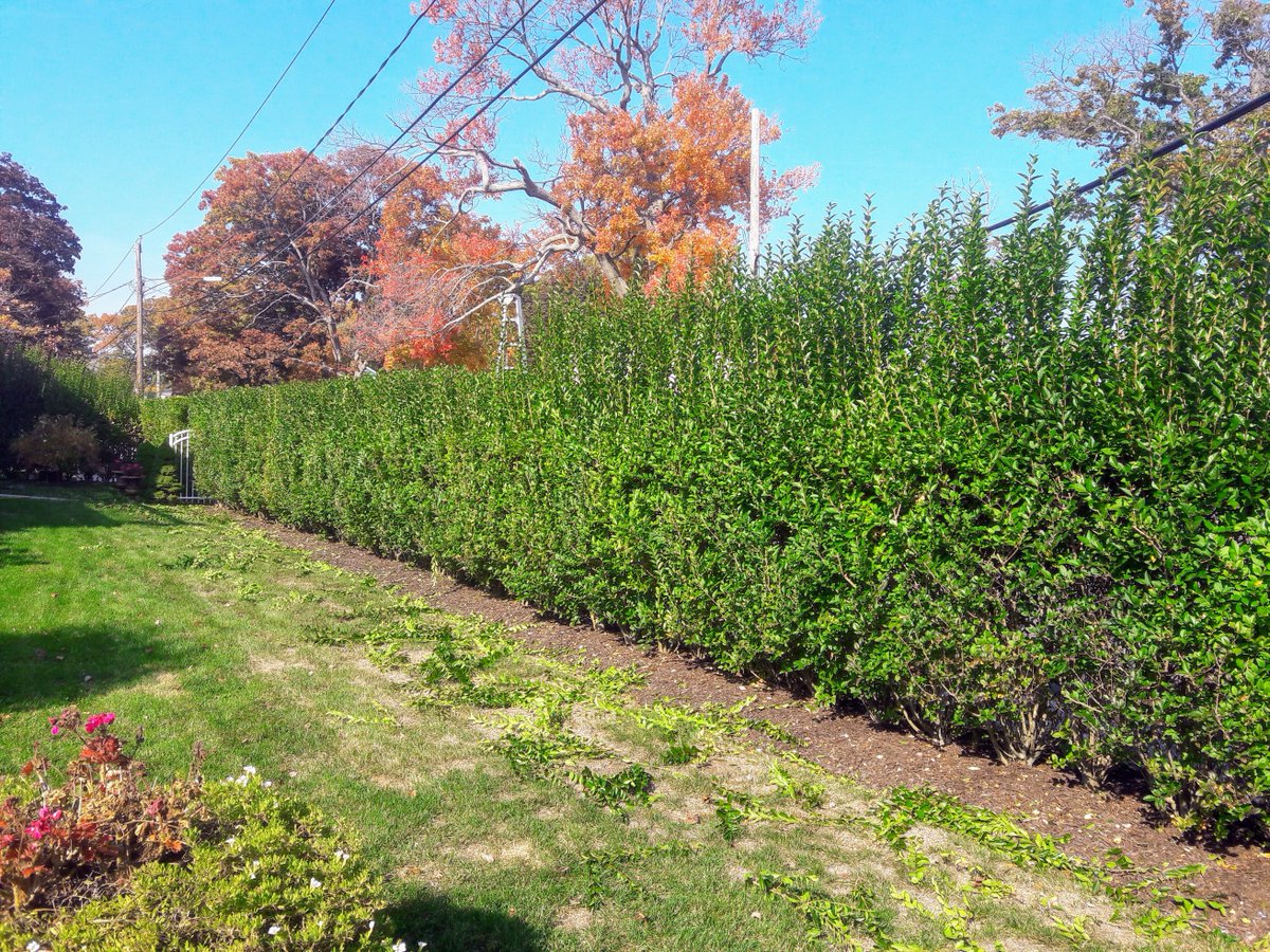 Happy Hedge Wednesday!