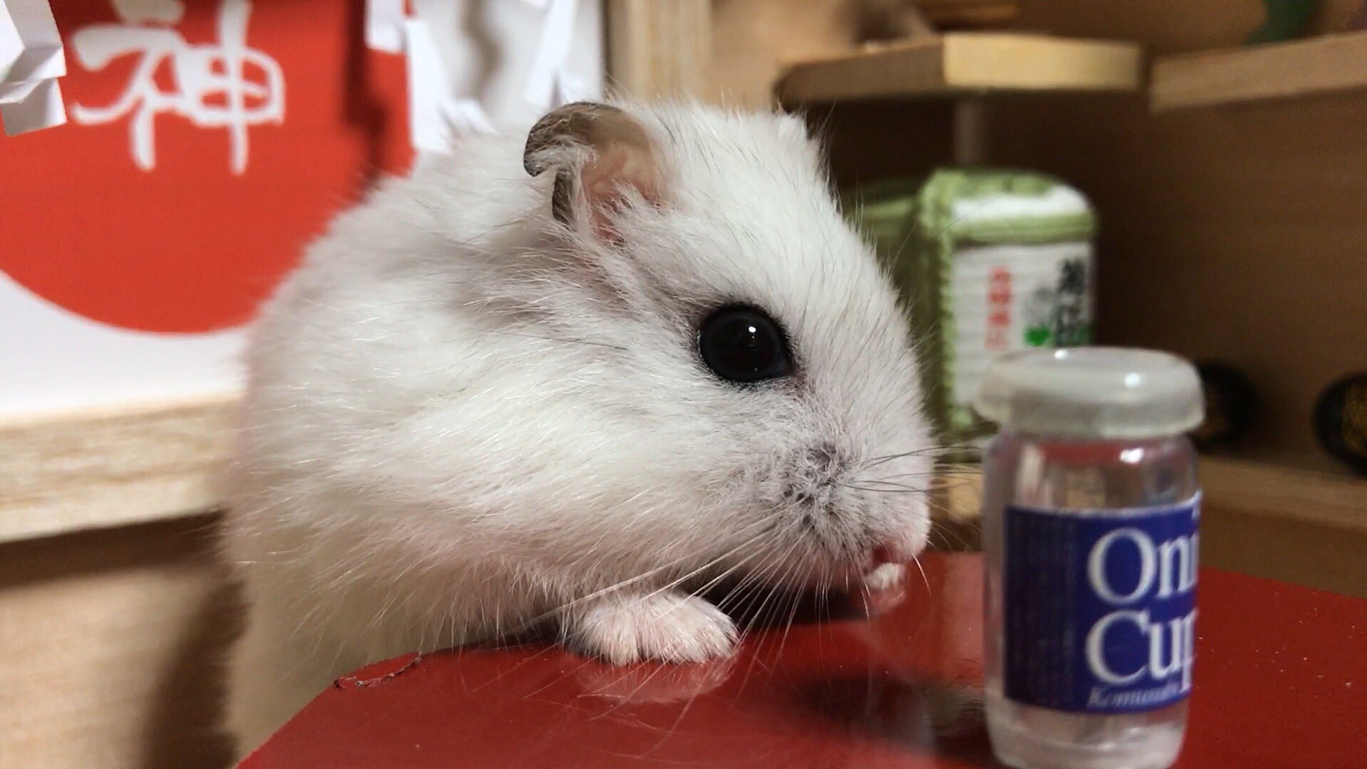 ハムスターの鉄平 ハム神様 タグ全開でいってみよう ハムスター ミニチュア ジオラマ シルバニア 佐藤公亮 居酒屋 カフェ 86 動物 生き物 小動物 ペット ハムスターの銀次 ハムスターの鉄平 ハム神様 日本酒 T Co 6mmmdigd03