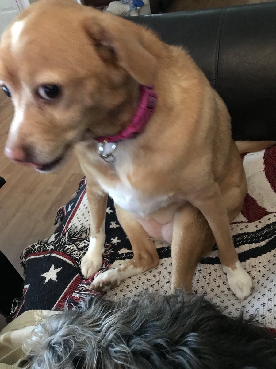 DrivingMeGracie's tweet photo. Itโs time we have a discussion about that thing, and by that I mean Oliver, laying in MY spot. Who does he think he is, doesnโt he know who I AM?? #mybigfatpetmakeover #doggyproblems #onetimeontv https://t.co/bAoF29EduU